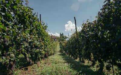 HARVEST 2020: A GREAT VINTAGE!